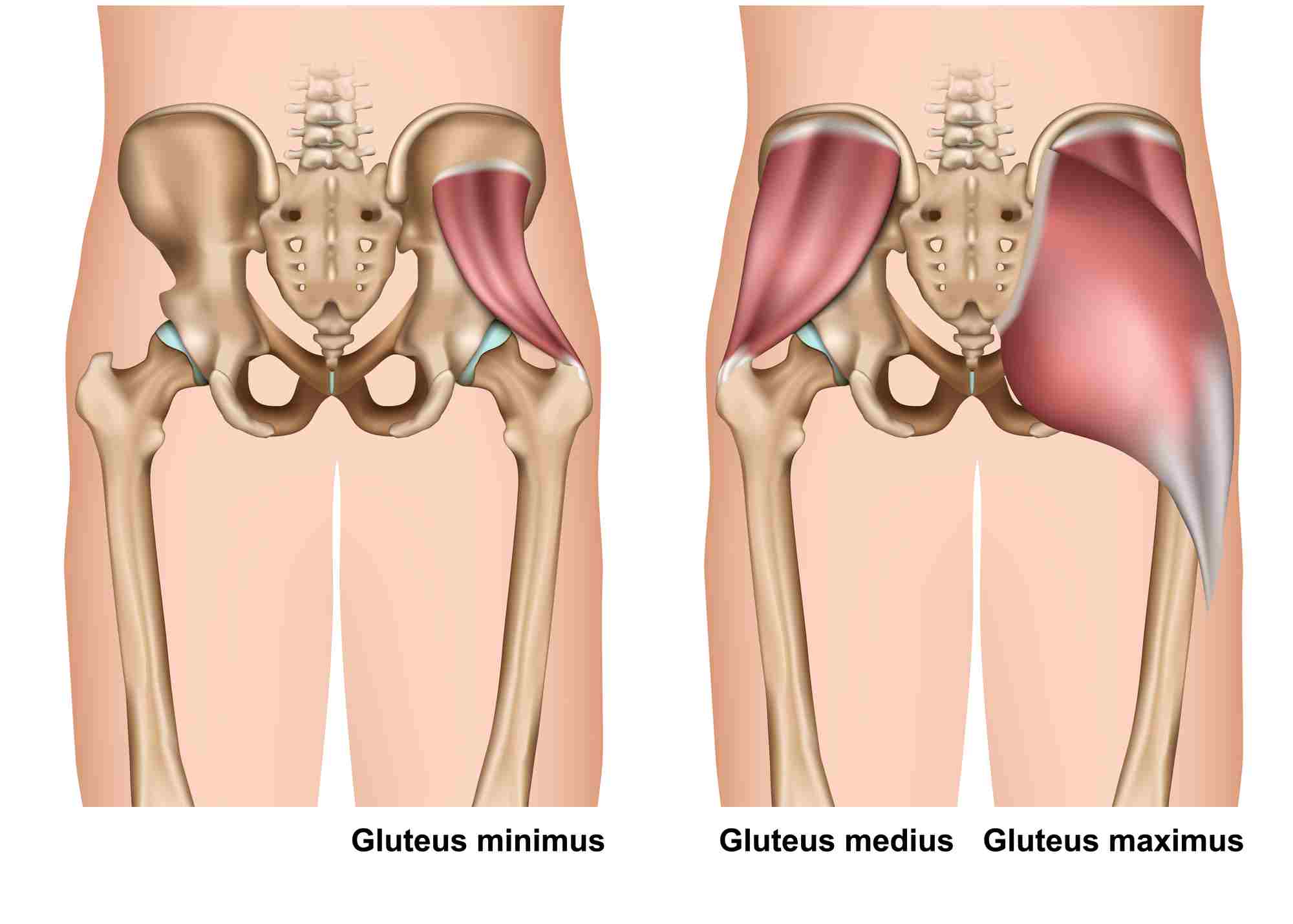 gluteus muscle anatomy